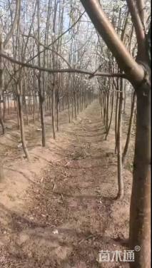 4公分梨树