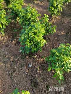 高度100厘米红花三角梅