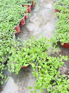 高度10厘米姬岩垂草