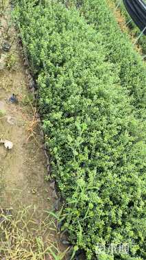 高度25厘米龟甲冬青