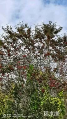 24公分红果冬青