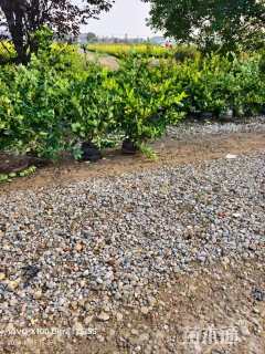 高度70厘米金森女贞