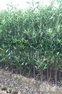 高度150厘米法国冬青