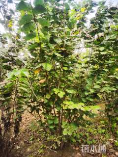 高度350厘米紫荆