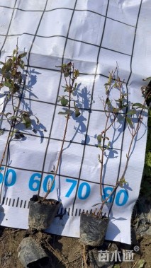 高度45厘米金丝桃