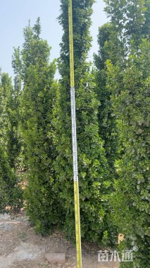 高度300厘米北海道黄杨柱