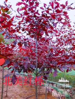 5公分北美红栎