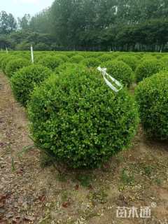 冠幅130厘米小叶黄杨球