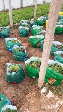 高度30厘米抗子梢