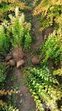 高度60厘米金叶女贞