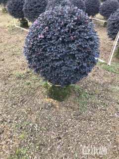 冠幅50厘米红花继木球