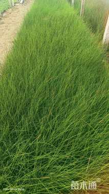 高度30厘米灯心草