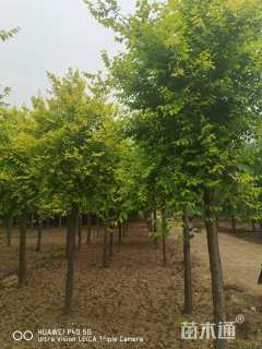 8公分中华金叶榆