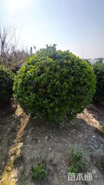 冠幅200厘米大叶黄杨球