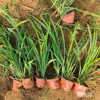 高度35厘米大花萱草