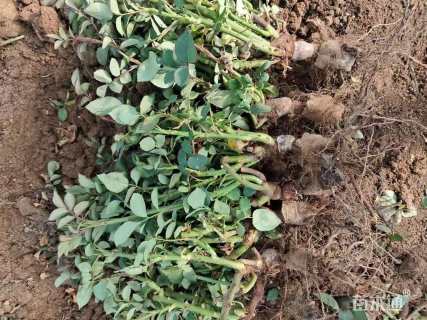 高度35厘米玫瑰