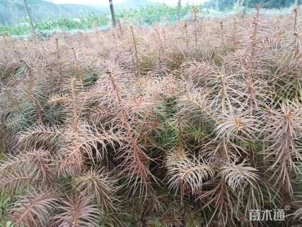 高度20厘米杉木小苗