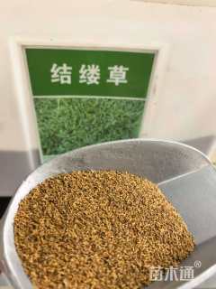 结缕草种子
