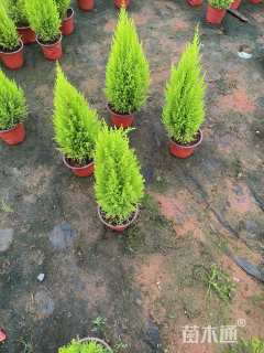 高度50厘米甘松