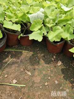 高度25厘米矾根