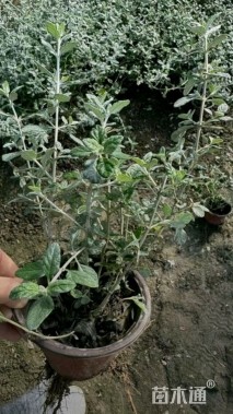 高度40厘米灌从石蚕