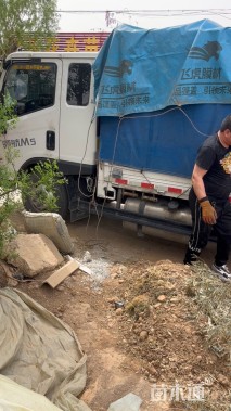 高度16厘米美女樱