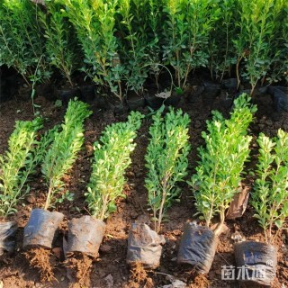 高度38厘米小叶黄杨