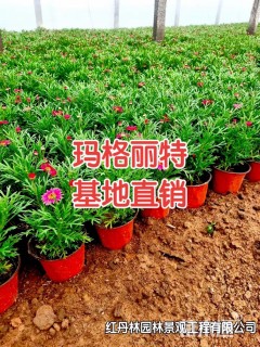 高度20厘米木春菊