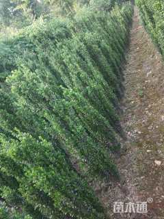 高度200厘米直立冬青