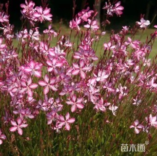 高度20厘米千鸟花
