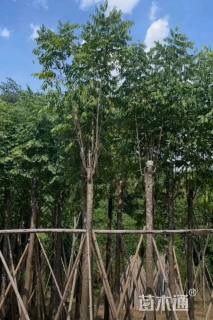 12公分复羽叶栾树