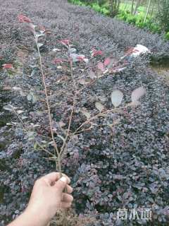 高度45厘米红花继木