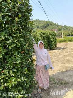 高度220厘米红叶石楠柱