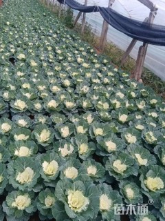 高度20厘米羽衣甘蓝