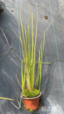 高度60厘米赤箭莎