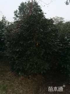 高度200厘米茶花