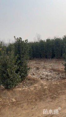 高度180厘米北海道黄杨柱