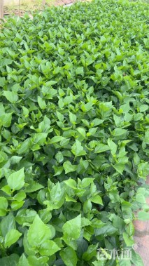 高度20厘米木槿