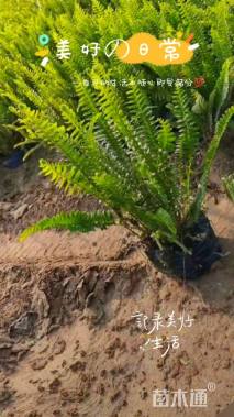 高度30厘米肾蕨