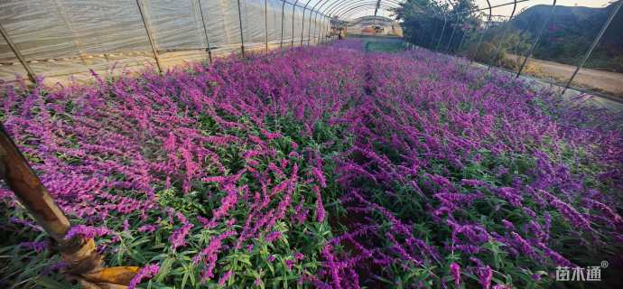 高度20厘米墨西哥鼠尾草