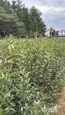 0.8公分大叶女贞