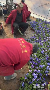 高度15厘米三色堇