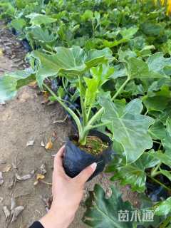 高度15厘米春羽