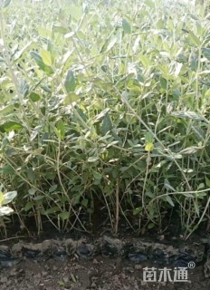 高度30厘米灌从石蚕