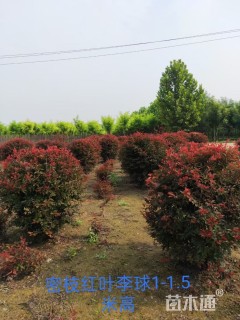 高度100厘米红叶李球