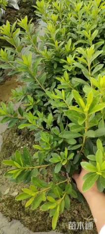 高度30厘米毛鹃