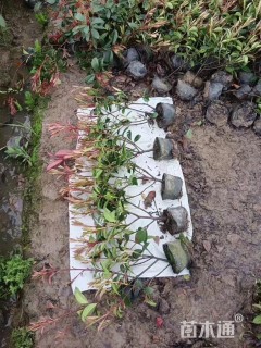 高度45厘米红叶石楠小苗