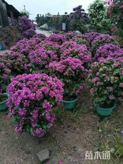 冠幅90厘米三角梅球