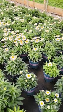 高度30厘米大滨菊