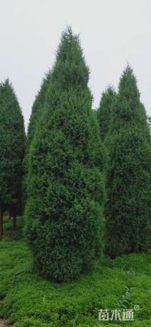 高度450厘米北京塔桧